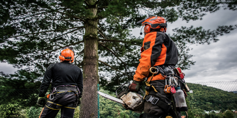 Specialist Tree Surgery Services